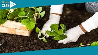 Garden expert shares important jobs to do in March that promote 'healthy' growth