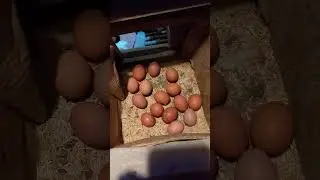 вот это #урожай #яйцо #куры #несушки #egg #layinghens