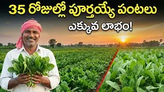 35 రోజుల్లో పూర్తయ్యే పంటలు | వేసవిలో నిజంగా పని చేసే క్యాచ్ క్రాప్స్