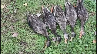 Michigan Duck Hunting Opening Weekend | Public Land Beaver Pond Mallards