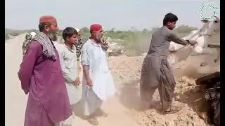 Bhagnari Cattle Pakistan #sibi #bhagnari #sibbi #sibbibull #trending ##video #viralvideo