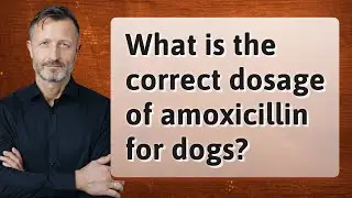 What is the correct dosage of amoxicillin for dogs?