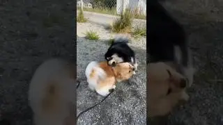 German spitz vs Pomeranian #viral #germanspitz #ytshorts #shortsvideo