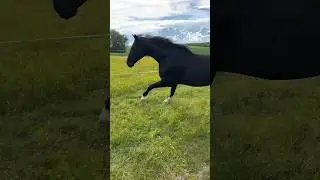 Wie sehr ich meine biester vermisst habe 😅 #equestrian #traber #warmblut