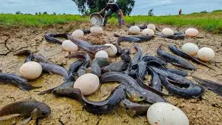 best unique skills!catch fish and  pick a lot of duck eggs under grass in rice field after rain