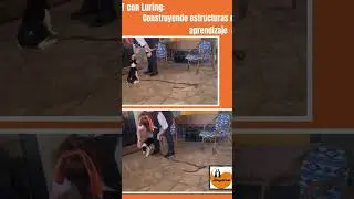 🎣Xut, aprende con Luring #adiestradoracanina