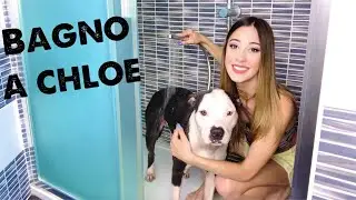 FACCIO IL BAGNO AL MIO CANE - Valentina Lattanzio