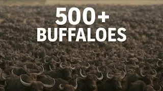 Farm Se Direct Live | 500+ Buffalo Ka Bada Setup Dekho!
