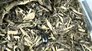 Caterpillar hunter (Calosoma sp.) feeding on a waxworm