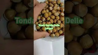 Hazelnut Tonda Gentile Delle Lange