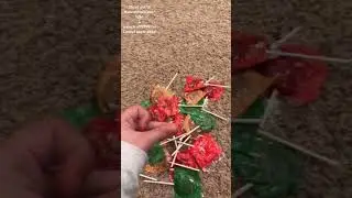 How to freeze dry Carmel Apple Suckers