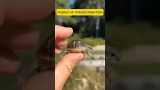 Animal Transformation. Before & After! 😎✨ #shorts #animals #animaltransformation