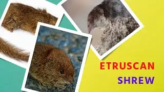 Etruscan Shrew lifespan #shorts