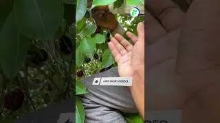 इस से बड़ा जामुन आपने देखा नहीं होगा 😋😱 Jamun Farming #shorts #indianfarmer
