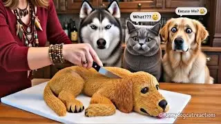 🐈&zwj;⬛🍰The Most Overdramatic funny Dog VS Cat Reactions to Cutting Cake EVER 🤣|Funniest Dog Compilation