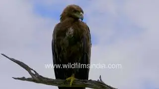 Majestic Golden Eagle perched on a tree, showcasing the beauty of African wildlife
