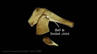 Vestigial Whale bones