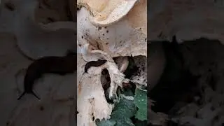 Snails on a gigantic mushroom #shorts #animals #snail #mushroom #garden #nature