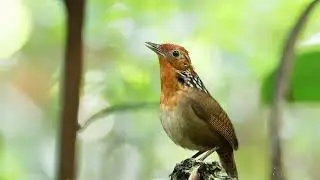 O Belo Canto Do Uirapuru  Verdadeiro 