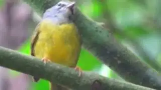 endemic,  White-lored Warbler, Myiothlypis conspicillata, Sierra Nevada de Santa Marta