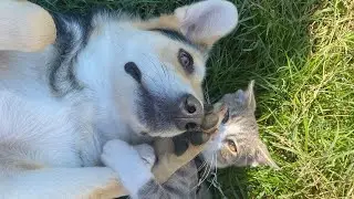 Stray Dog Befriends Village Cats &mdash; From Street Survivor to Adopted Forever Home