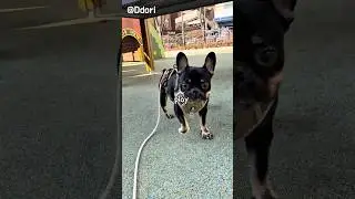 Ddori | I&rsquo;ve Been Waiting For You! Let&rsquo;s Play Forever 💛 #dogshorts #ddori #frenchbulldog 4K