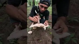 jamur barat ini gede banget tapi telat cabut