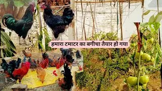 हमारा टमाटर का बगीचा तैयार हो गया है || chicken farming and gardening || gardening video ||