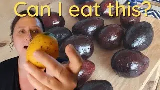 Picking avocado and mango in my garden - with cats 🐱🥑