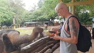 unbelievable moment wildlife elephant in Pinnawala | Wild Animal tube news Sril #elephant #wildlife