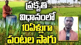 Organic Farming Since 10 Years | ప్రకృతి విధానంలో 10ఏళ్లుగా పంటల సాగు | Matti Manishi | 10TV News