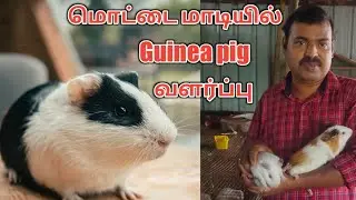 Guinea pig Farming Tamilnadu|Guinea pig Farming Terrace|Hamster rearing|கினியா பன்றி பண்ணை