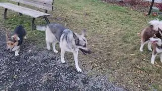 GSD Miss Freedom at a new dog park 😀