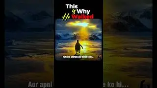 Why This Penguin Walked Away #inspiration #shorts #penguin #psychology