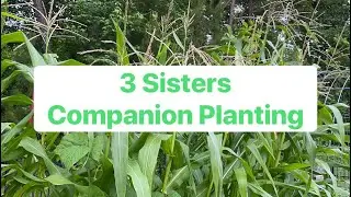 Three sisters companion planting in a raised bed