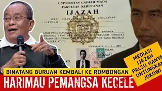 🔴LIVE‼️BINATANG BURUAN KEMBALI KE ROMBONGAN, SAID DIDU: HARIMAU PEMANGSA KECELE