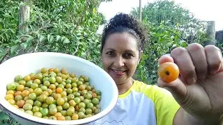 FRUTA DO ORA-PRO-NÓBIS, FAZENDO GELEIA #receitas