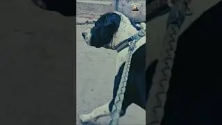 Bully dog walk #bullykutta #strongdogs #viralshorts #trendingshorts #bullydogs #dogs