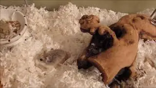 So You Want A Roborovski Hamster?