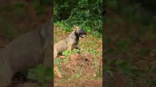 PERRO SALVAJE CRECE A LO LOCO
