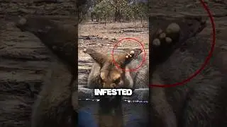 SMART CROW SAVES A KANGAROO