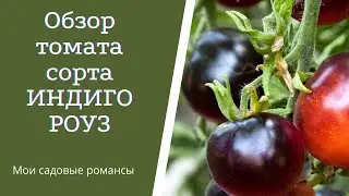 Томат Индиго Роуз. Экзотика у меня на грядке. Посажу ли я его в новом огородном сезоне?