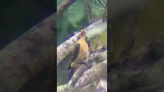 Cream-colored Woodpecker(Celeus flavus). April 2023 #birdsofperu #birdwatching #birding