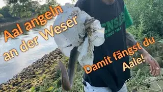 Aal Angeln am Nachmittag/ allround ansitz an der Weser/ Angeln im Hochsommer