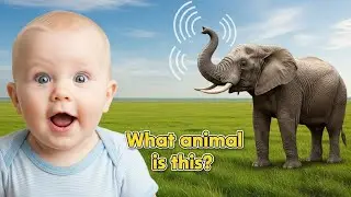 Animal Sound Quiz 🐾 Fun English for Kids