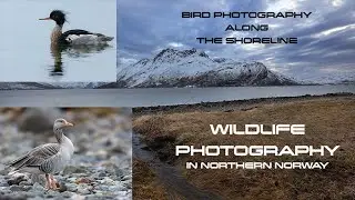 BIRD PHOTOGRAPHY // FIRST NIGHT in my new PHOTO HIDE // Red-breasted merganser