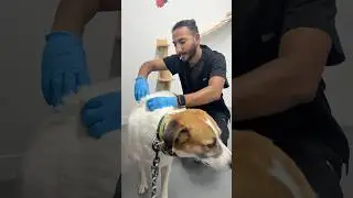 #vet #veterinarian #veterinary #veterinarymedicine #dogs #dog #vaccine #vaccination #animalhealth