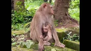monkey mom Luna & baby Luno so cutebabymonk...