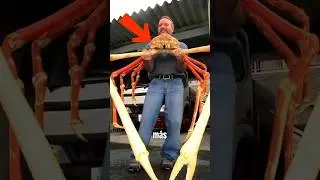 LOS CANGREJOS M&Aacute;S GRANDES DEL MUNDO #shorts #viral #animalescuriosos