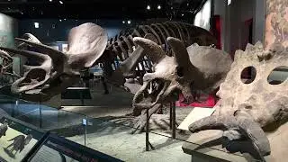 NEWS: THE MUSEUM OF EVOLUTION IN DENMARK NOW OPENED .